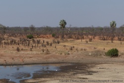 Au hide de Masuma, on peut voir les animaux arriver de loin