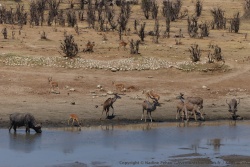 On assiste à un véritable festival de la faune sauvage
