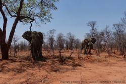 Nous croisons de temps en temps des grands mâles éléphants, comme ces 2 magnifiques représentants