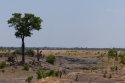 Le trou d'eau de Big Tom attire lui aussi la faune des environs