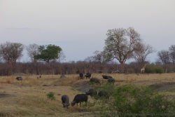Les buffles sont très nombreux  à Hwange