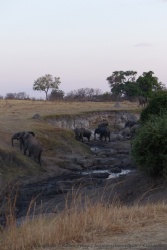 Les éléphants préfèrent les sources fraiches de Deteema springs