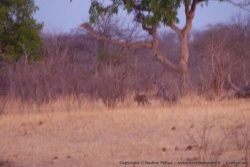Au loin, un léopard s'éloigne des sources alors que les lions arrivent