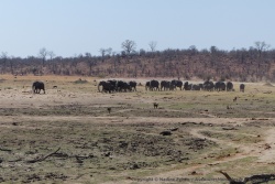 C'est des centaines d'éléphants qu'on aura vu défiler ces 2 nuits à Deteema