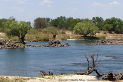 L'eau salvatrice du Zambèze est indispensable à la survie des animaux