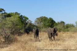 Tous les éléphants de la région ne sont pas à Hwange 