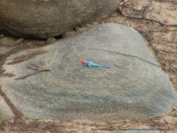 Un lézard aux couleurs éclatantes tente de se réchauffer au soleil