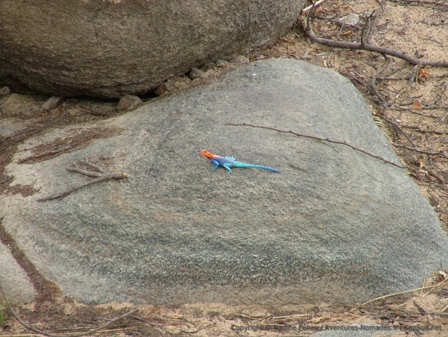 Un lézard aux couleurs éclatantes tente de se réchauffer au soleil