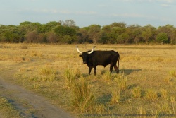 En Afrique, les bovins sont aussi élevés pour leur beauté