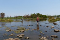 Nous traversons des sortes de marais aux eaux heureusement cristallines