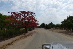 Les rues de Mongu sont parfois bordées de superbes flamboyants écarlates