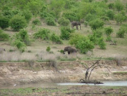 D'entrée, les éléphants sont là