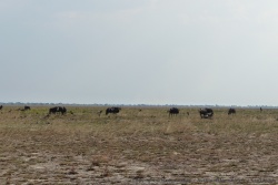 Enfin les gnous, l'animal phare du parc de Liuwa