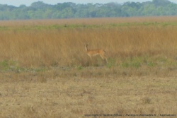 Une gazelle qu'on ne connait pas encore
