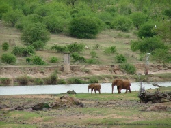Eléphants sortants de leur bain de boue