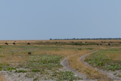 Les gnous arrivent peu à peu des plaines voisines de l'Angola