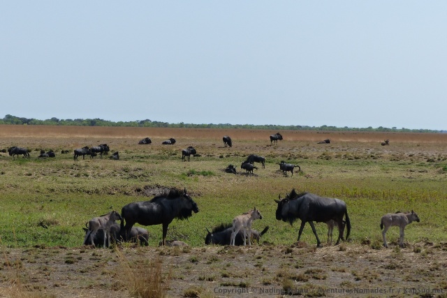 Comme au Serengeti la migration marque le démarrage des naissances