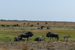 Comme au Serengeti la migration marque le démarrage des naissances