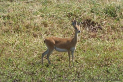 Cette petite antilope au poil ras et dru nous est parfaitement inconnue
