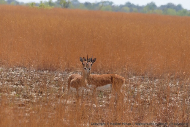 Nous surprenons souvent ces antilopes, généralement en couple ou en famille