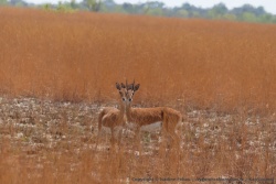 Nous surprenons souvent ces antilopes, généralement en couple ou en famille