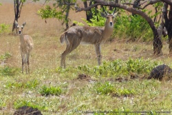 Encore une nouvelle espèce d'antilopes que nous découvrons, ça pourrait bien être un southern reedbuck 