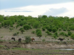 Les éléphants marrons ont déjà pris leur bain de boue, les gris sont en retard