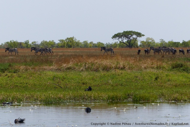 Les herbivores ne sont pas les seuls à fréquenter cette rivière