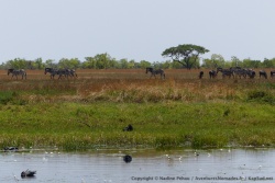 Les herbivores ne sont pas les seuls à fréquenter cette rivière