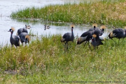 Comme leurs cousines caronculées, les grues couronnées se retrouvent à Liuwa 