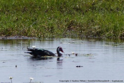 De très jolis sortes de canard animent le point d'eau