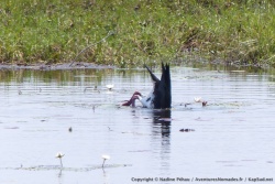 Les séances de plongée des oiseaux aquatiques sont spectaculaires