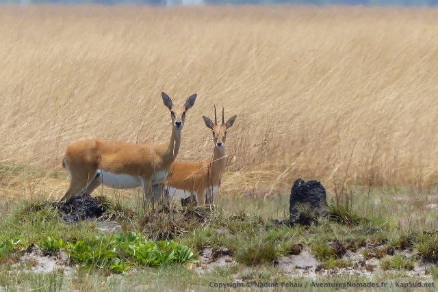 Monsieur et Madame antilope inconnue, des oribis sûrement