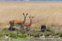 Monsieur et Madame antilope inconnue, des oribis sûrement