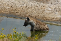 Même les hyènes se réfugient dans l'eau pour tenter d'échapper à la chaleur