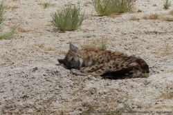 Terrassée par la chaleur, cette hyène dort d'un sommeil profond