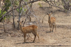 puku ou lechwe ? on a encore du mal à les distinguer