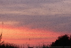 3ème partie - Zambie : de Kafue NP à Kasanka NP pour suivre l'extraordinaire migration des roussettes et les marais de Bangweulu