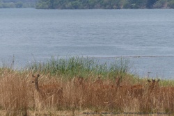 Dissimulés dans les hautes herbes, les antilopes sont à peine visibles