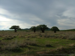 Les baobabs font leur retour