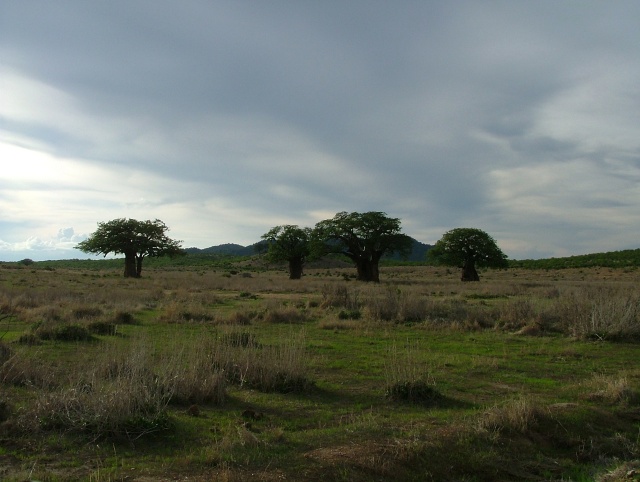 Les baobabs font leur retour