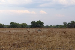De vastes plaines desséchées où pukus et lechwes aiment déambuler