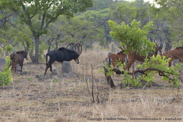 Tout un troupeau d'antilopes Sable aux cornes spectaculaires