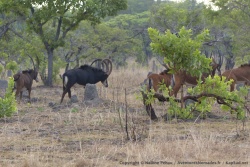 Tout un troupeau d'antilopes Sable aux cornes spectaculaires