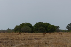 Des clairières de savane herbeuse accueillent les herbivores des environs