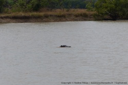 Comme d'habitude les hippos jouent à cache cache avec nous