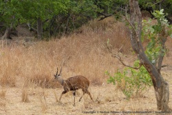 Un joli guib harnaché sort des sous-bois