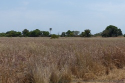 Le vert profond des arbres contraste joliment avec le jaune paille des herbes desséchées