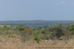 La rivière Kafue noyée dans la forêt