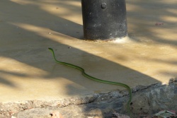 A quelques mètres de nous passe nonchalamment un magnifique serpent vert fluo, un mamba peut-être !